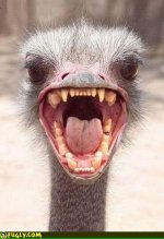 killer_ostrich.jpg
