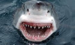 Shark Shark