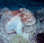 OctopusAnemone.jpg