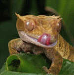 licking chops.GIF