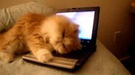 Sleepy kitty 2