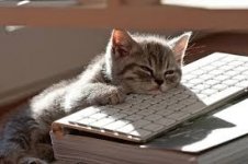 Sleepy kitty