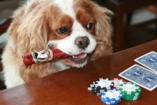 Oliverpoker