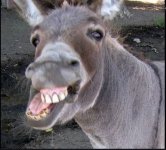 Donkey