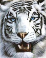 TigerWhite
