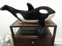 Orca.gif