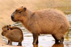 capivara.jpg