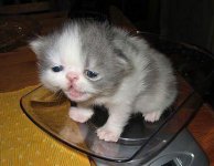 tiredkitten.jpg