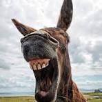 donkey.jpg