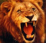 Lionking Lionking