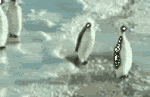 penguin_slap_1.gif