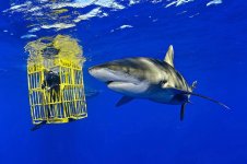Shark Shark
