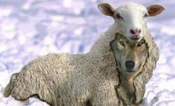 Sheep wolf