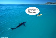 Sngshark