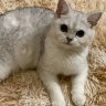 annaannawy