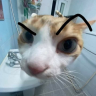 julietw_16