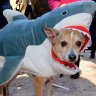 I Identify as a Shark