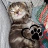 PHiLLyKaT