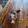 Belliswolf