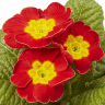 primrose