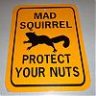 madsquirrel