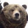 nestabear