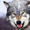 dwolfg