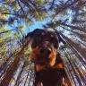 doggycfg