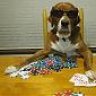 NorrisPoker
