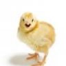 Robochick