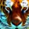 tigeraxl