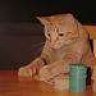 Vollycat