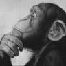 Ruminate