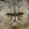 GiGiCat
