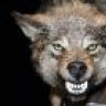 BigGrayWolf