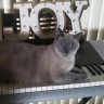 kittykittykat