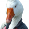 branta