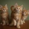 OrangeCats