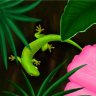 GeckoAA