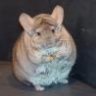 1FatChinchilla