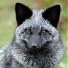 silverfox432