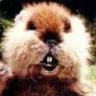 pokergopher