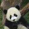 pandabear77