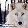 whitewolf