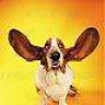 FatBasset