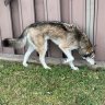 Jdawglet
