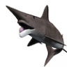 Helicoprion
