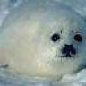 WhiteSeal