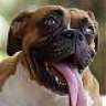 bigdog111