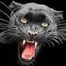 SydTheCat